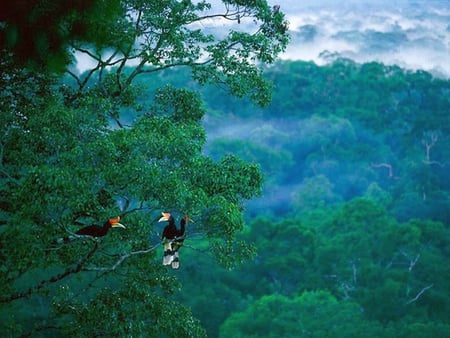 Peran Strategis Hutan Indonesia dalam Menjaga Keseimbangan Alam