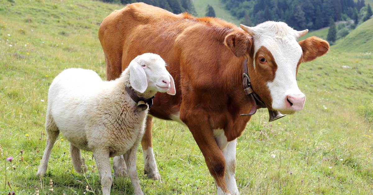 Mana yang Didahulukan: Aqiqah atau Kurban? Bisa Digabung dalam Satu Hewan?