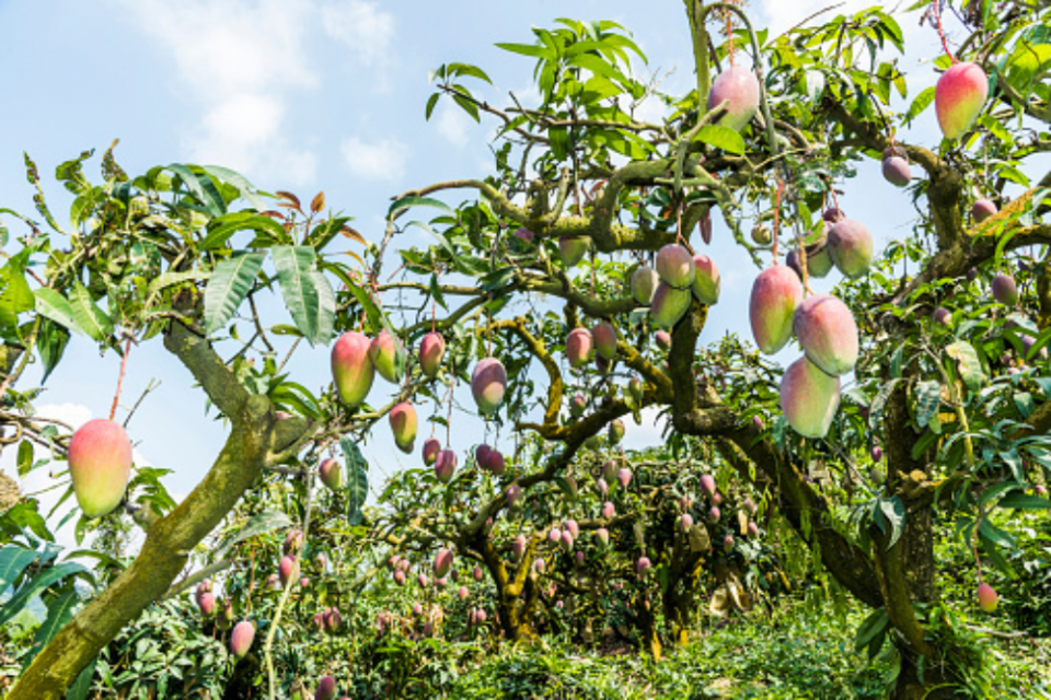 Cara Merawat Pohon Mangga yang Baik dan Benar agar Tumbuh Subur dan Berbuah Optimal