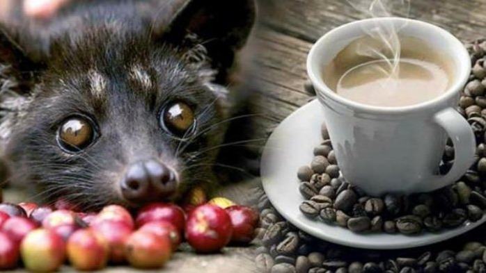 Kopi Luwak: Benarkah Terbuat dari Kotoran Hewan? Ini Fakta Sebenarnya