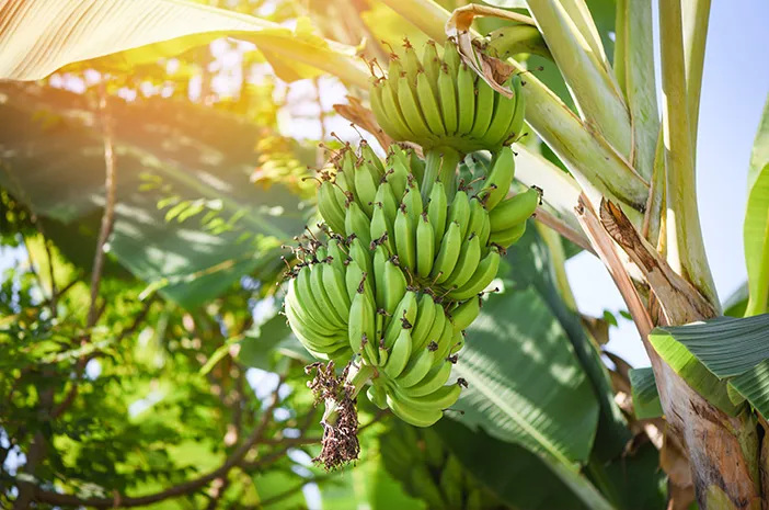 Mengapa Pohon Pisang Disebut “1000 Manfaat”? Ini Alasannya
