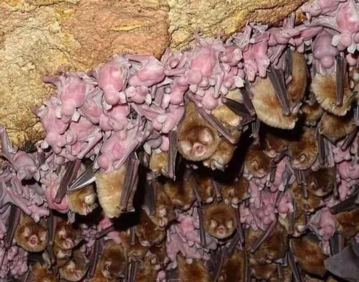 Apakah Kelelawar Bisa Menyebarkan Kutu pada Manusia? Ini Fakta yang Jarang Dibahas