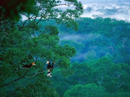 Peran Strategis Hutan Indonesia dalam Menjaga Keseimbangan Alam
