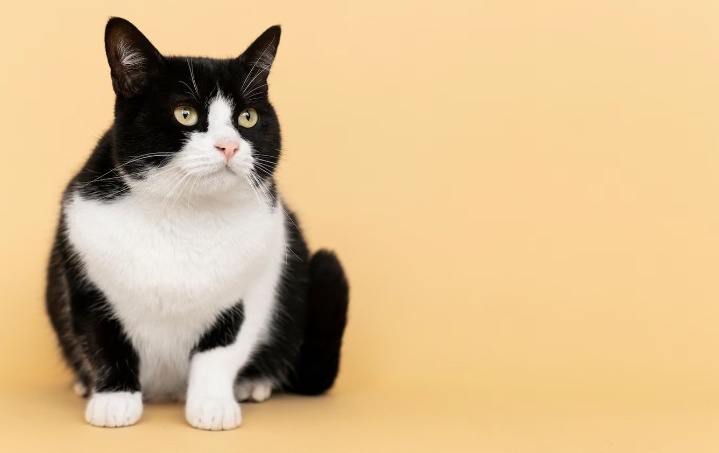 Pecinta Kucing harus Tahu! Ini Manfaat Memelihara Kucing yang Jarang Orang Ketahui