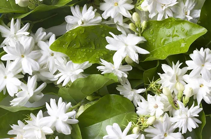 Mengapa Bunga Melati Identik dengan Hal Mistis? Ini Asal-usul dan Maknanya