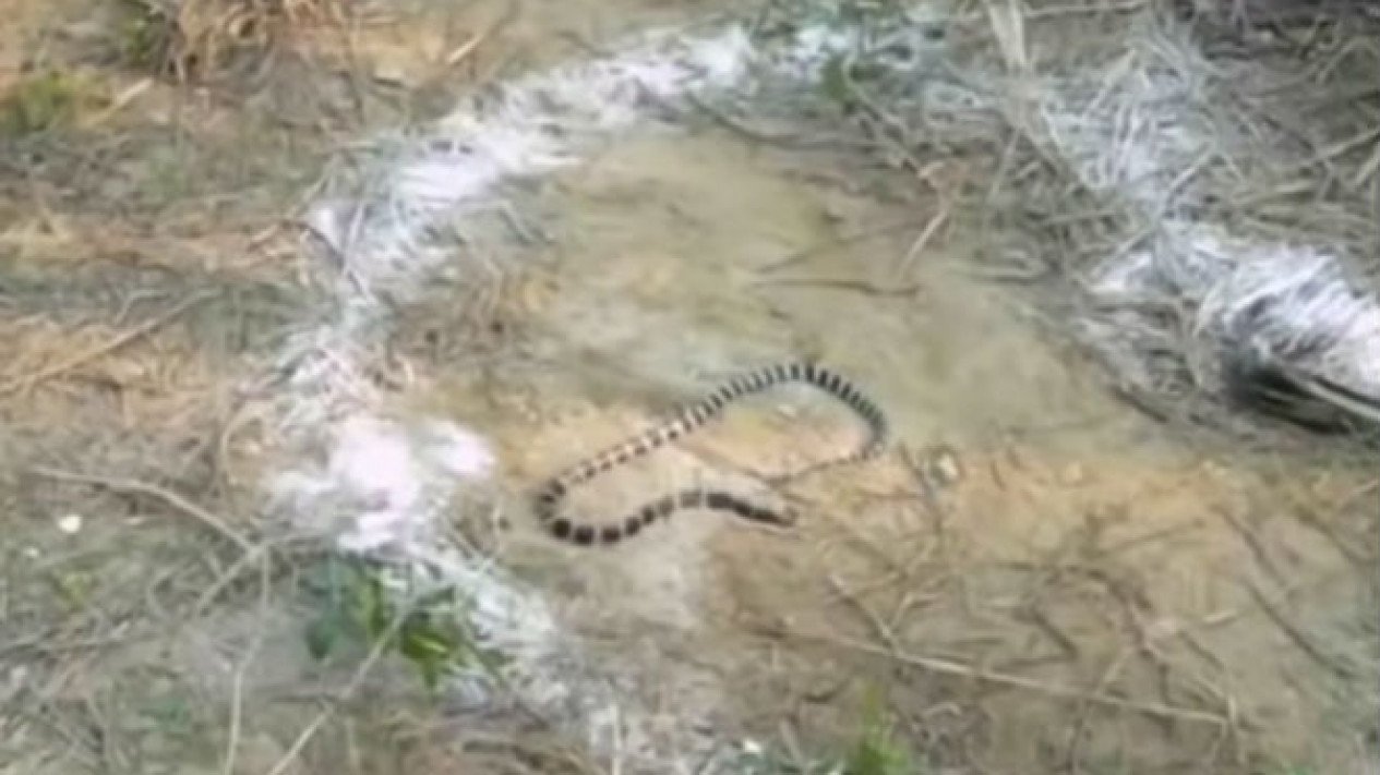 Kenapa Ular Takut Garam? Mitos atau Fakta yang Sering Disalahpahami