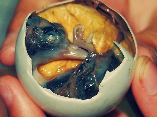 Asal Usul Balut dan Fakta Unik di Baliknya: Kuliner Kontroversial yang Mendunia