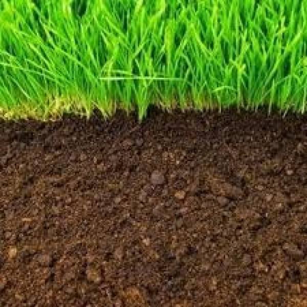 Cara Membedakan Tanah Subur dan Tidak Subur untuk Bercocok Tanam