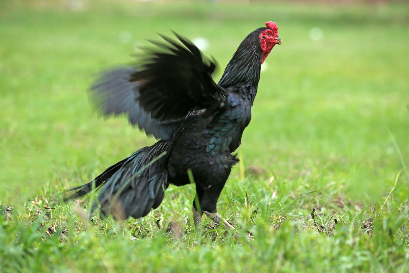 Dari Kokok Ayam hingga Nada Ponsel: Kisah Alarm dan Ambisi Manusia Mengendalikan Waktu