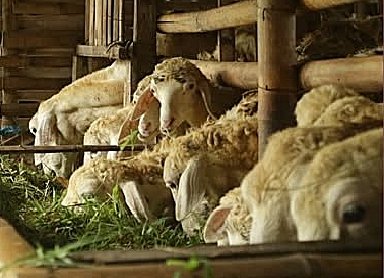 Modal 45 Ekor "Kambing Beranak" di Serang: Sulap Rp192 Juta Dana Desa Jadi Mesin Pencetak Ekonomi Rakyat!