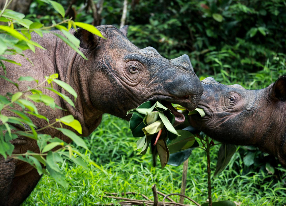 Kabar Gembira dari Way Kambas, Dua Badak Sumatera Ratu dan Delilah Bunting Bersamaan