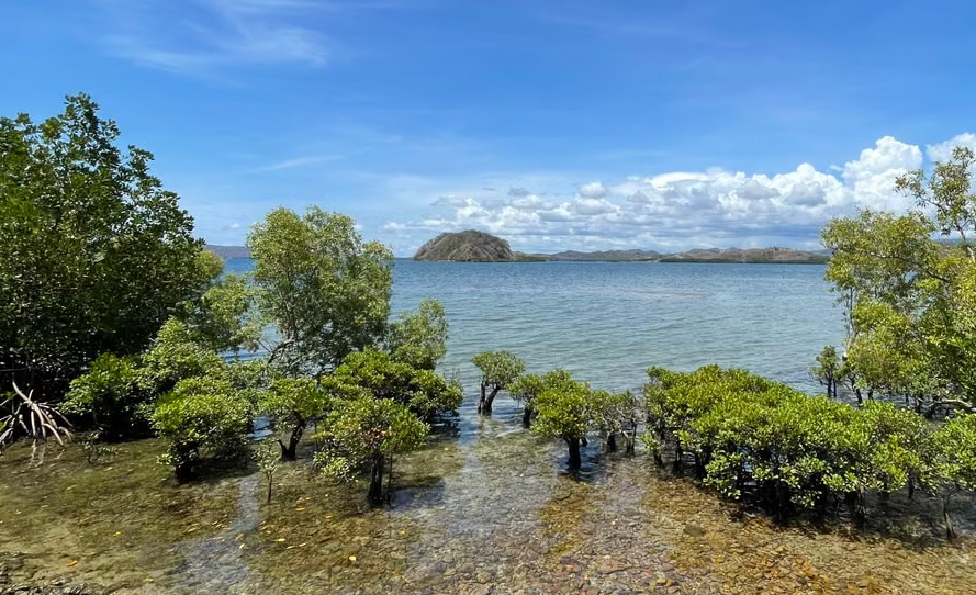 Tahap Awal Giant Sea Wall Ditargetkan Groundbreaking Oktober 2026, Mangrove Jadi Bagian Perlindungan Pantura