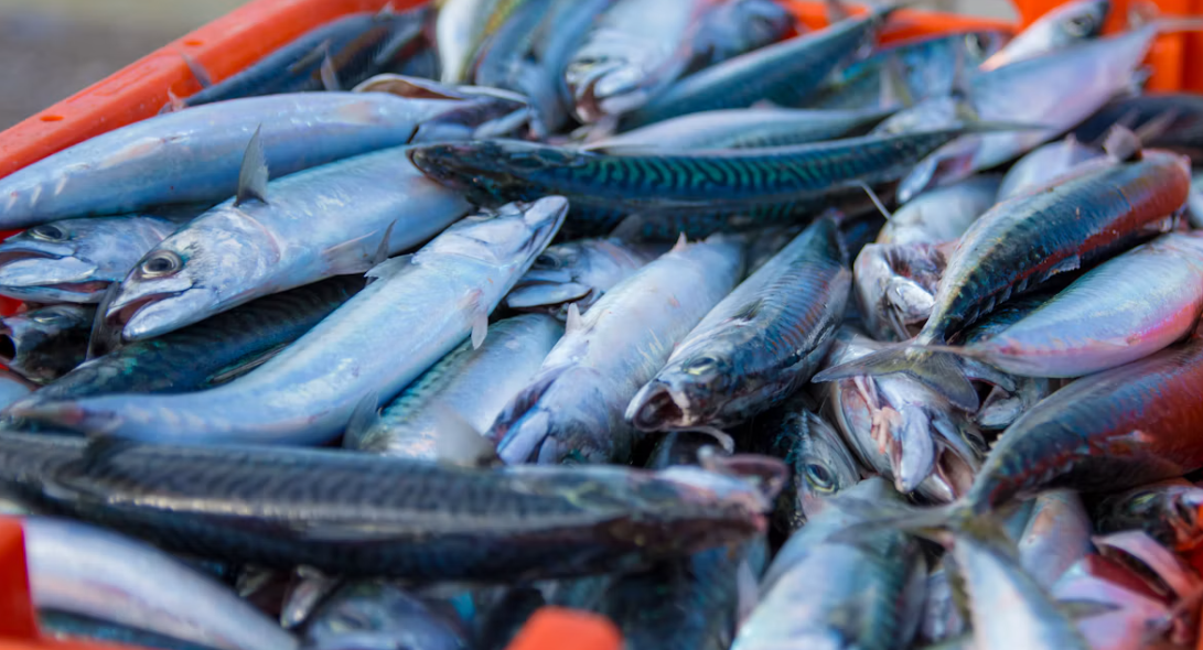 Stunting Bisa Dicegah dari Masa Remaja, Ikan Jadi Salah Satu Sumber Gizi Penting