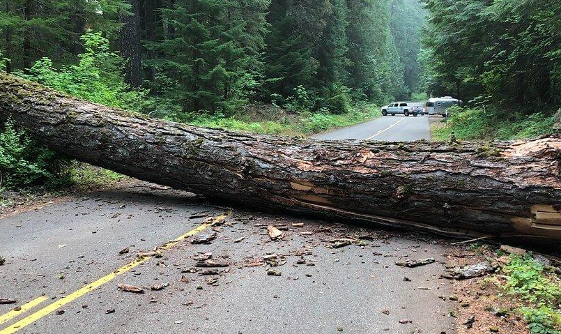 Angin Kencang Tumbangkan Pohon di Jalan Lewikidang-Girimukti Majalengka, Akses Kini Normal