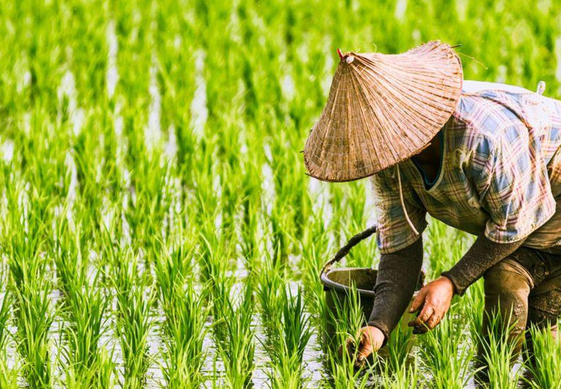 Harga Gabah Naik, Petani Ciayumajakuning Masih Tertekan Kemarau dan Biaya Produksi