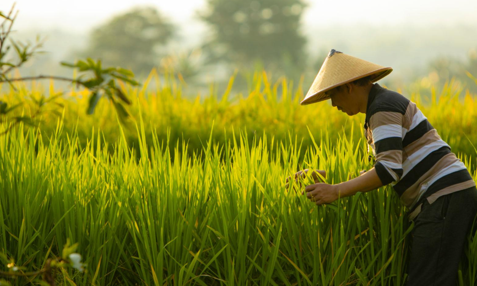 Pupuk Kujang Siapkan 8.885 Ton Urea Subsidi untuk Petani Cirebon, Begini Cara Menebusnya