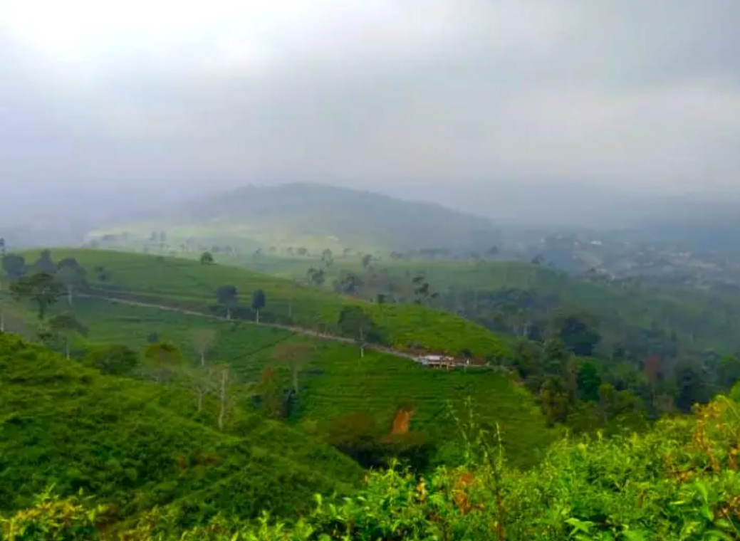 Mau ke Kebun Teh Kemuning dari Solo Naik Bus? Ini Rute, Tarif, dan Tips Perjalanannya