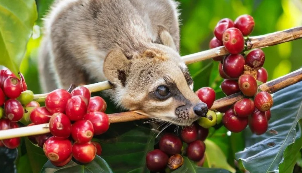 7 Fakta Kopi Luwak, Kopi Khas Indonesia yang Terkenal Mahal hingga ke Mancanegara