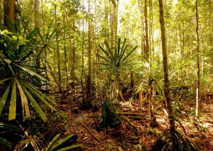 BRIN dan YKAN Perkuat Restorasi Gambut Kalimantan Barat, Siapkan Riset dan Sistem Peringatan Dini Karhutla